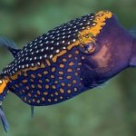Blue Ribbon Dive Resort Sabang